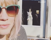 White Cat Scratches Glass Door At Woman Eating