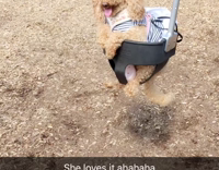 Happy poodle in swing