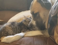 Collab AnimalsDT - Cat And Dog Laying Down In Sofa Together