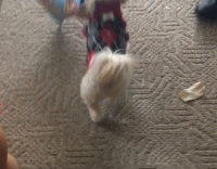 Puppy black red plaid steals lays