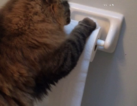 Cat sitting on toilet unrolling toilet paper