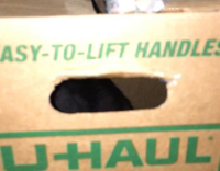 cat sticking paws out box trying to get out 
