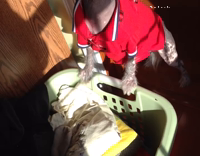 dog closing eyes every time owner wants to take a picture of it