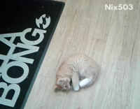 Collab AnimalsDT - Cat Chasing Tail And Spinning Around In Circles