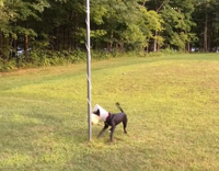 Black dog in cone playing tetherball 