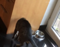 Brown Cat Keeps "Cleaning" Area In Front of Bowl