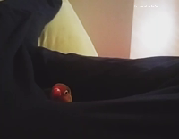 bird dancing to edm music 