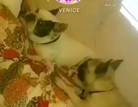Brown frenchie bothers white frenchie