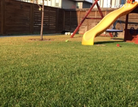 Black and Brown Dog Runs Toward Camera In Backyard