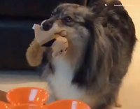dog continuously chewing toy