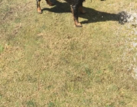 dog tries to bite water from hose