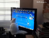 cat watches tennis