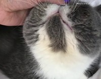 Nico enjoys being pet on his forehead