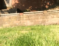 cute dog with stick in mouth