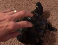turtle being petted on its shell