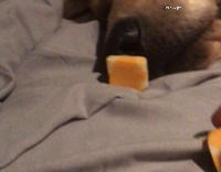 stacking cheese cubes on dogs nose while asleep 