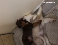 Collab AnimalsDT - Black Dog Cuddling And Spooning With White And Grey Husky