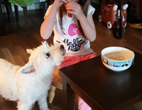 White Terrier Stealing Spaghetti from girl in spiderman mask