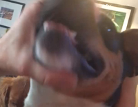 Owner squeezes dogs mouth