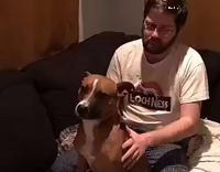 dog does trust fall