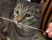 Grey cat licking floss