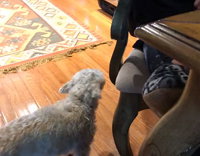 dog climbing on owner to be pet repetitively