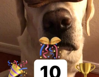 dog holding treats in nose