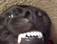 Black dog laying down with its teeth out