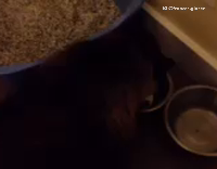 cat trying to speak back to owner as it eats