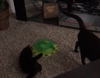 Cat Enjoys Spin Toy
