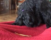 Dog buries bones with imaginary dirt