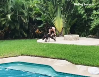 Guy picks up and tosses brown
 dog into pool