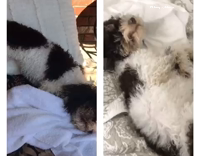 Dog Dried Off and Rolls On Ground