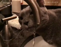 Kitty drinking from faucet in slow motion