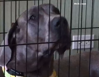 dog face pressed against cage