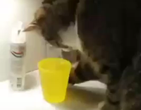 cat spills water cup in sink