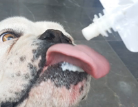 Pitbull eating white icing out of the bag