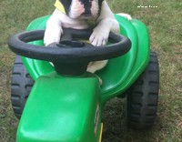 Black And White Dog On Green Tractor