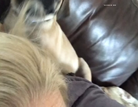 Pug eating blonde hair