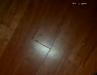 dog hiding from owner 