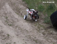 Pitbull Walks First Time Thanks To WheelChair