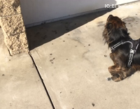 Dog loves drinking water