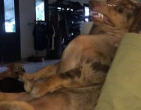 Dog sleeping green couch owner laugh