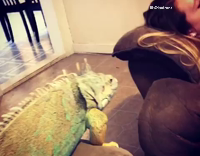 Iguana jumps on couch and startles girl