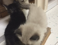 Kittens Play Fighting On Wooden Shelf