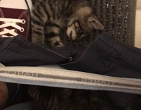 Collab AnimalsDT - Cat Inside Owners Pants While They Are Using The Restroom