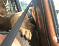 Excited brown dog head out car window