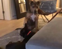 Dog demands to be treated like royalty