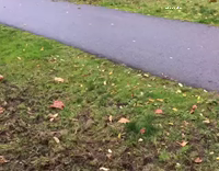 Old guy white fluffy dog red scooter