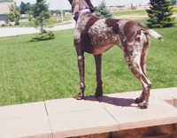 Brown dog howls to siren